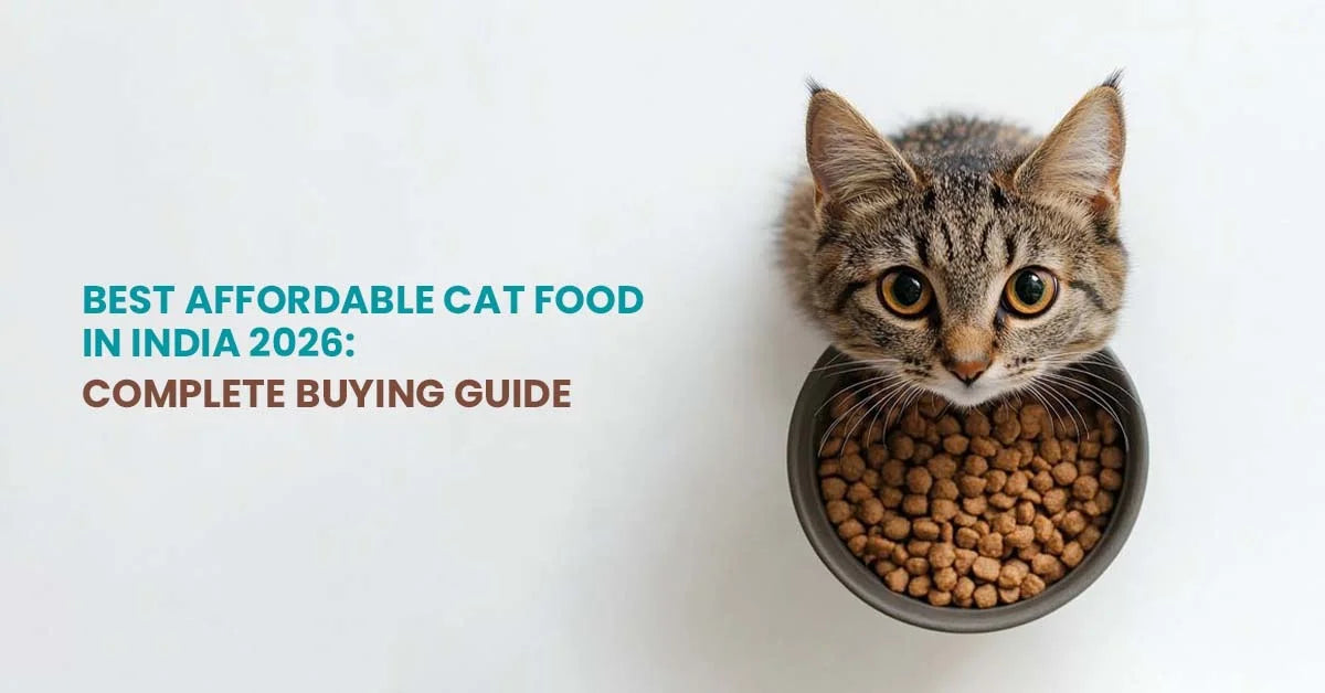 Best Affordable Cat Food in India 2026: Complete Buying Guide