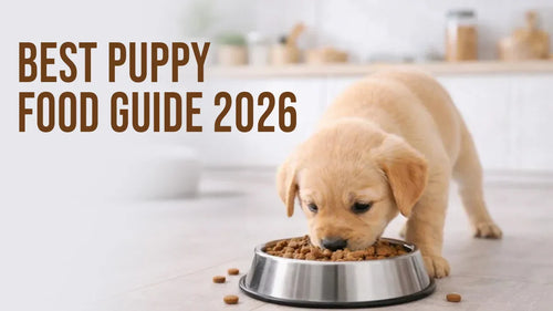 Best Puppy Food: A Complete Guide for New Pet Parents