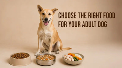 Right Adult Dog Food
