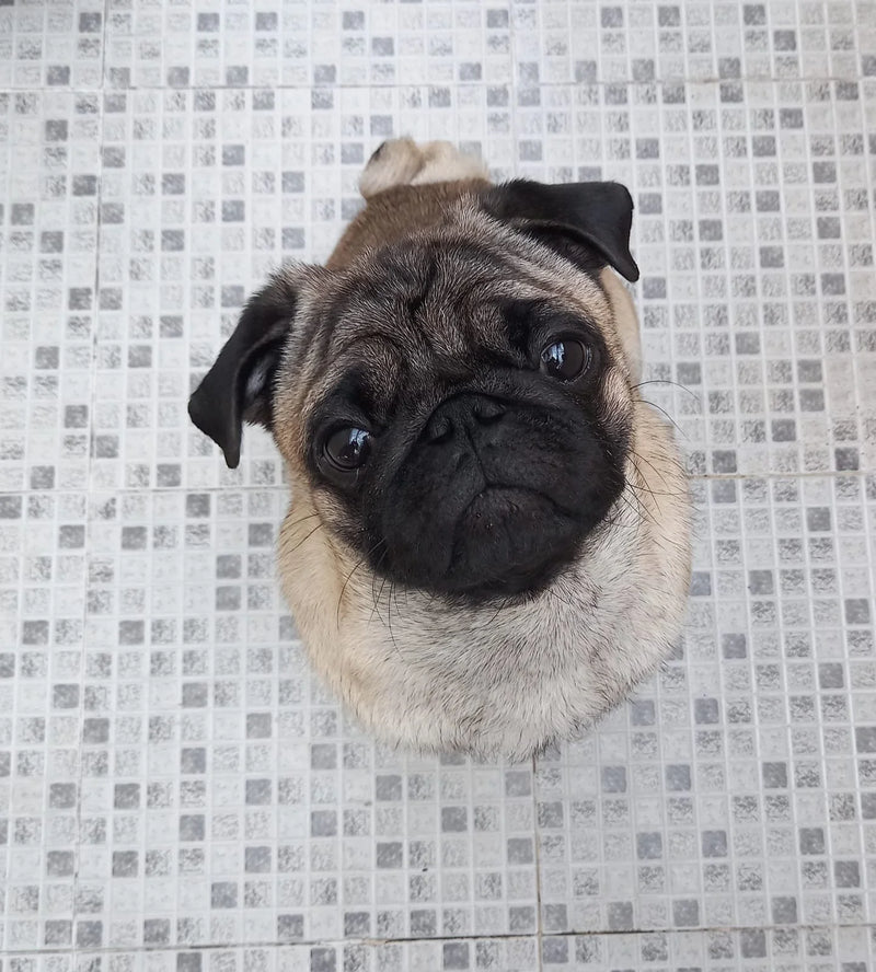 Left dog photo