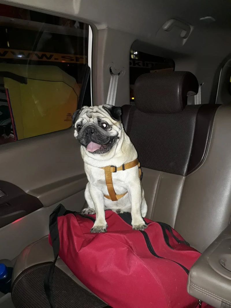 Right dog photo